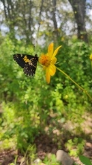 Catasticta teutila