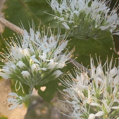Combretum mossambicense