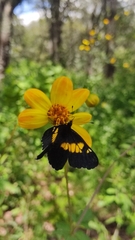 Catasticta teutila