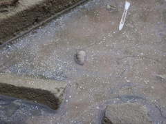 Echinoidea
