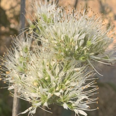 Combretum mossambicense