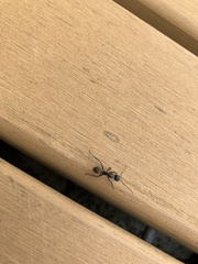Camponotus japonicus