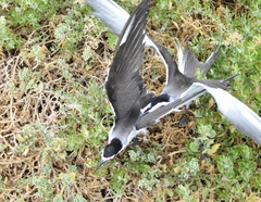 Onychoprion anaethetus