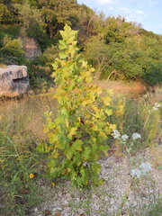 Platanus occidentalis