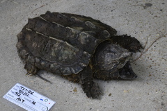 Macrochelys temminckii