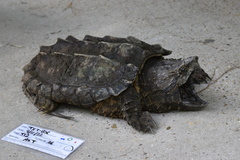 Macrochelys temminckii