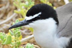 Onychoprion anaethetus