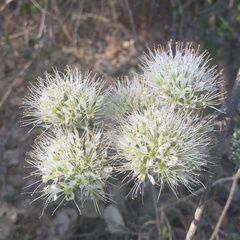 Combretum mossambicense