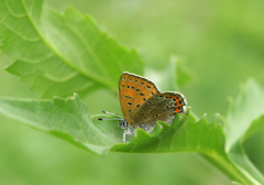 Lycaena helle