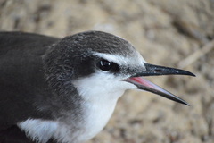 Onychoprion anaethetus