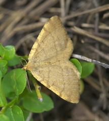Macaria brunneata