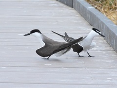 Onychoprion anaethetus