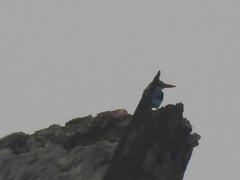 Halcyon senegalensis