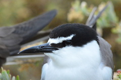 Onychoprion anaethetus