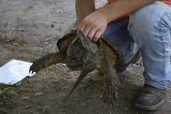 Macrochelys temminckii