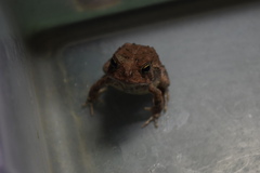 Anaxyrus fowleri