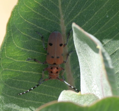 Tetraopes femoratus
