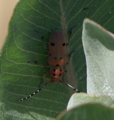 Tetraopes femoratus