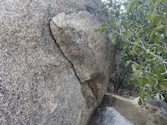 Trimorphodon lyrophanes