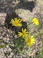 Senecio pinnatifolius