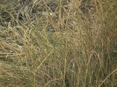 Sporobolus alterniflorus