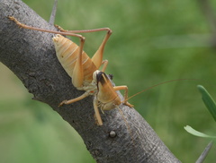 Pediodectes haldemanii