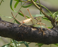 Pediodectes haldemanii