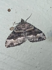 Xanthorhoe defensaria