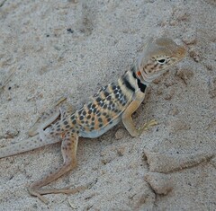 Crotaphytus