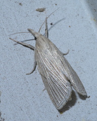 Eoreuma densellus