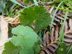 Hydrocotyle hirta
