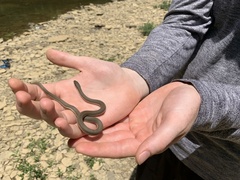 Regina septemvittata