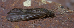 Hydropsychinae