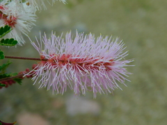 Mimosa lacerata
