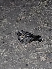 Phalaenoptilus nuttallii