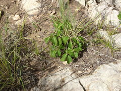 Toxicodendron rydbergii