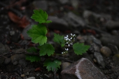 Boykinia occidentalis