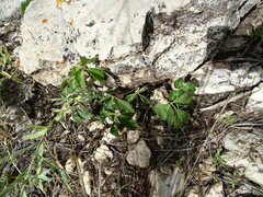 Toxicodendron rydbergii