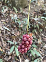 Schisandra chinensis