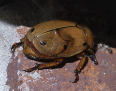 Pelidnota punctata