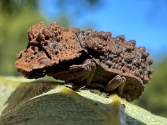Bolitotherus cornutus