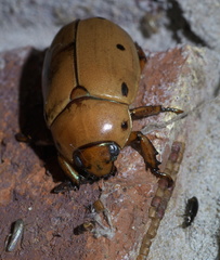 Pelidnota punctata