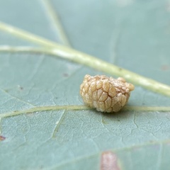 Acraspis pezomachoides