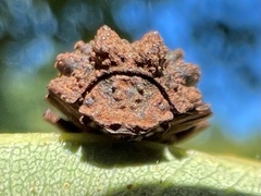 Bolitotherus cornutus