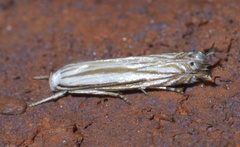 Polyhymno luteostrigella