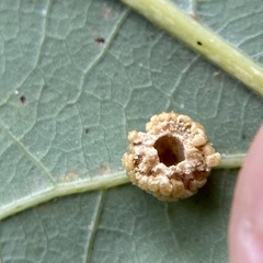 Acraspis pezomachoides