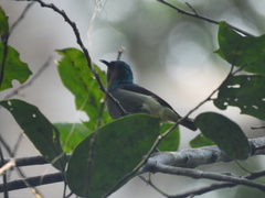 Anthreptes rectirostris