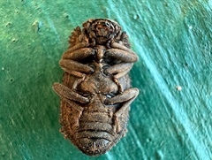 Bolitotherus cornutus
