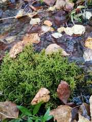 Pleurozium schreberi