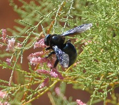 Xylocopa californica arizonensis